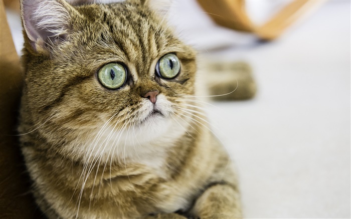 ショートヘアー猫、かわいい子猫、目、顔 壁紙 ピクチャー