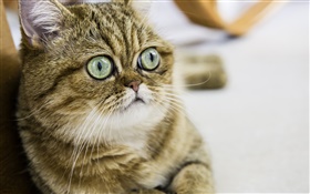 ショートヘアー猫、かわいい子猫、目、顔 HDの壁紙