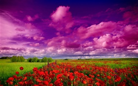 空、雲、フィールド、花、赤いケシ