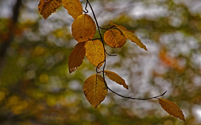 小枝、黄色の葉、秋、ボケ味 壁紙 ピクチャー