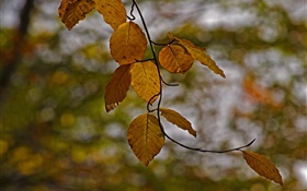 小枝、黄色の葉、秋、ボケ味