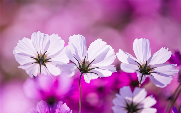 ホワイトkosmeyaの花、花びら、紫色の背景 壁紙 ピクチャー