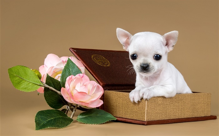 白い子犬、花、ボックス 壁紙 ピクチャー