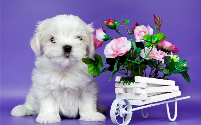 ホワイト子犬、ピンクの花バラ 壁紙 ピクチャー