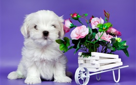 ホワイト子犬、ピンクの花バラ HDの壁紙
