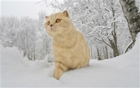 冬、雪、猫 HDの壁紙