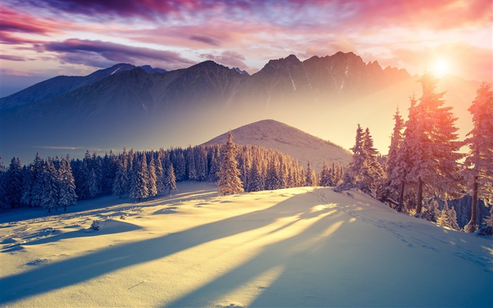 冬、雪、寒さ、山、木、スプルース、空、日の出、影 壁紙 ピクチャー