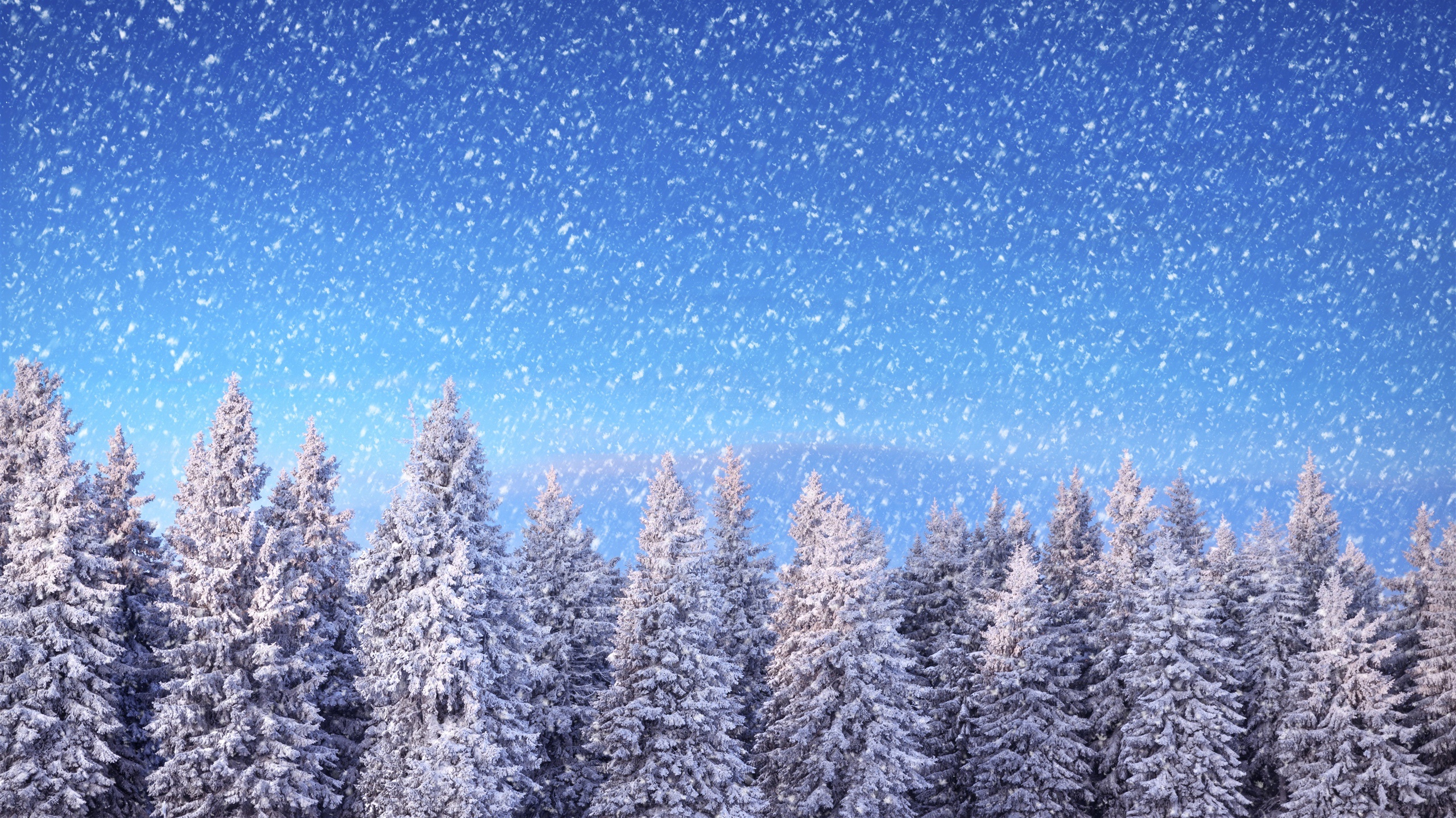 冬 トウヒの木 青空 雪 雪 デスクトップの壁紙 2560x1440 壁紙をダウンロード Ja Hdwall365 Com