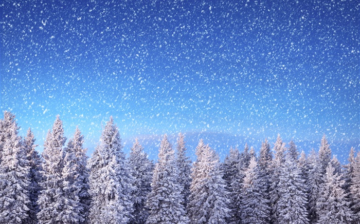 冬、トウヒの木、青空、雪、雪 壁紙 ピクチャー