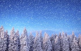 冬、トウヒの木、青空、雪、雪 HDの壁紙