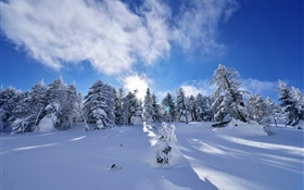 冬、厚い雪、木、トウヒ、斜面、雲