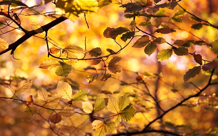 黄色の葉、小枝、秋 壁紙 ピクチャー