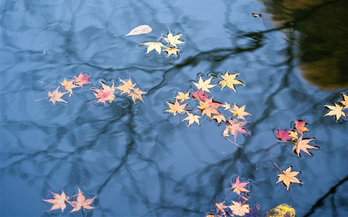 秋、水の反射、黄色のカエデの葉 壁紙 ピクチャー