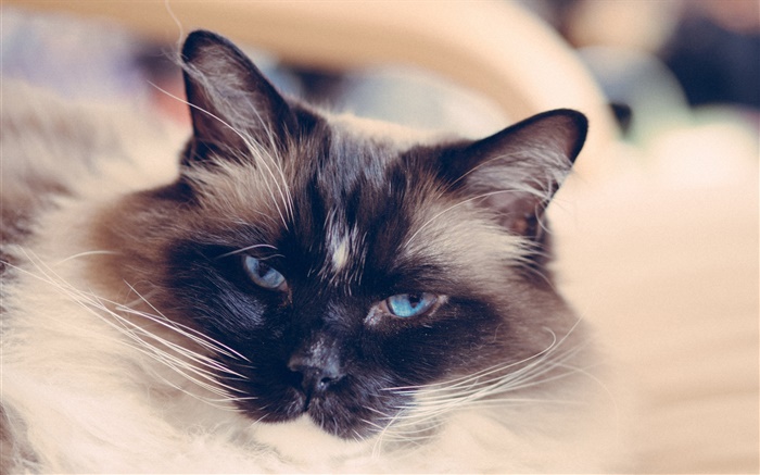 青い目猫の顔、口ひげ 壁紙 ピクチャー