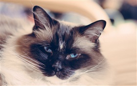 青い目猫の顔、口ひげ