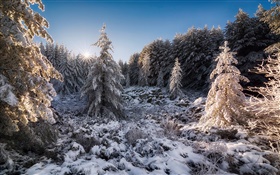 ブルガリア、森、木、雪、夕焼け、冬