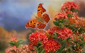 蝶と赤い花 HDの壁紙
