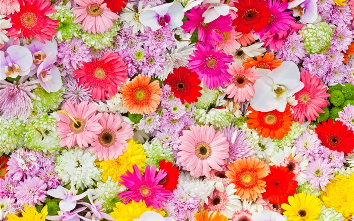 菊、蘭の花、ガーベラ、色とりどりの花 壁紙 ピクチャー