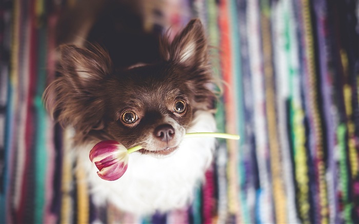 かわいい犬はチューリップの花をかみます 壁紙 ピクチャー