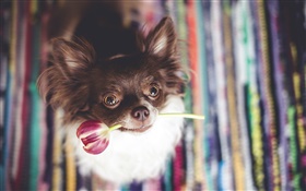 かわいい犬はチューリップの花をかみます HDの壁紙