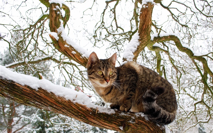 飼い猫、木、雪、冬 壁紙 ピクチャー