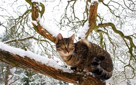 飼い猫、木、雪、冬