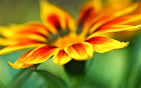 花のマクロ撮影、黄色、オレンジ色の花びら、ぼかし背景 HDの壁紙