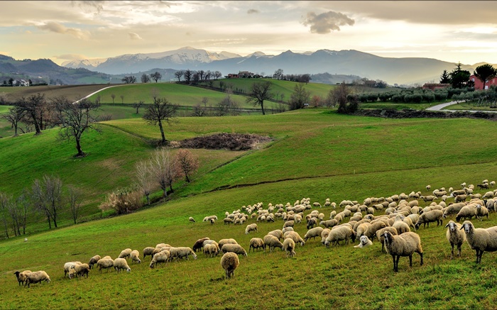 イタリア、カンパニア、丘、草、木、羊、群れ 壁紙 ピクチャー