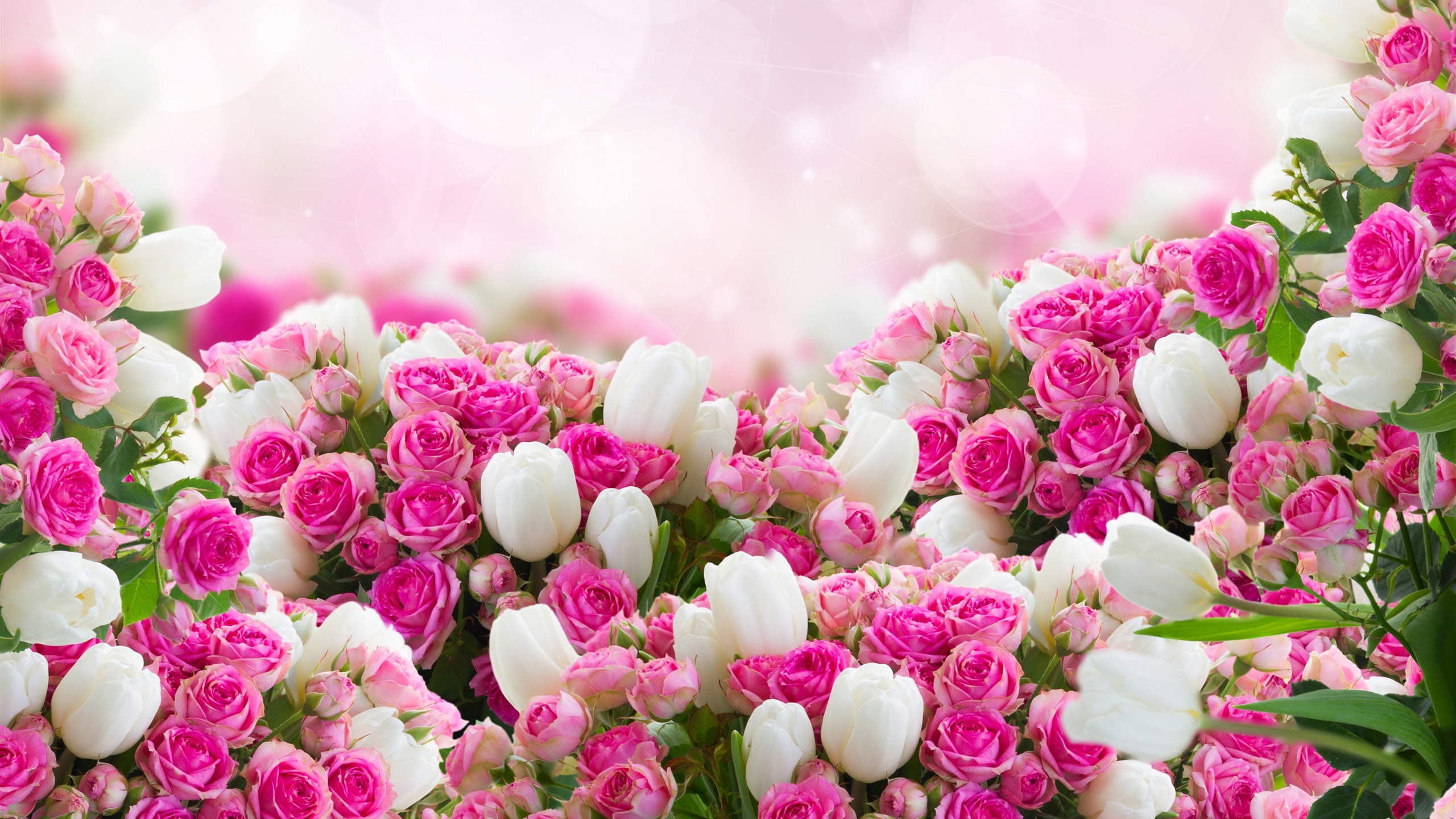 多くの花 ピンクと白のバラ デスクトップの壁紙 2560x1440 壁紙をダウンロード Ja Hdwall365 Com