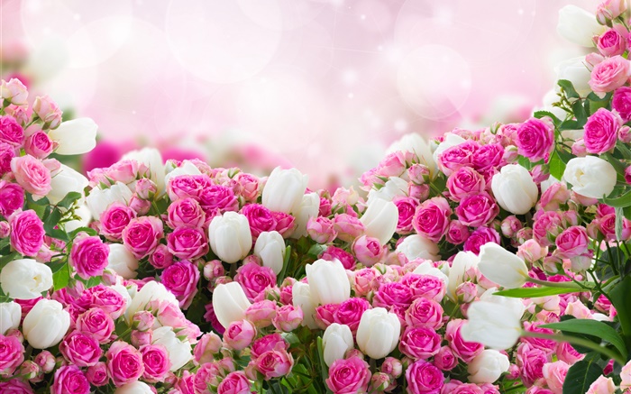 多くの花、ピンクと白のバラ 壁紙 ピクチャー