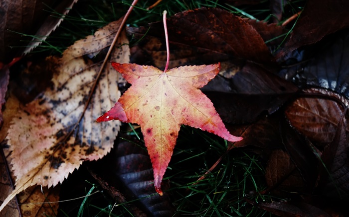 カエデの葉、落下、秋 壁紙 ピクチャー