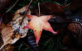 カエデの葉、落下、秋