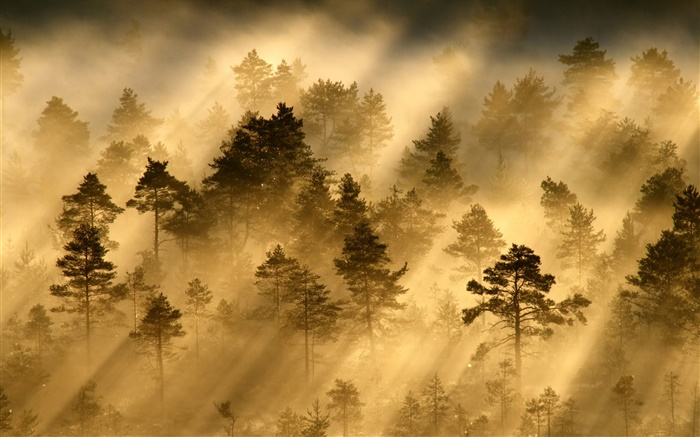 朝、森、木、霧、光、太陽の光 壁紙 ピクチャー