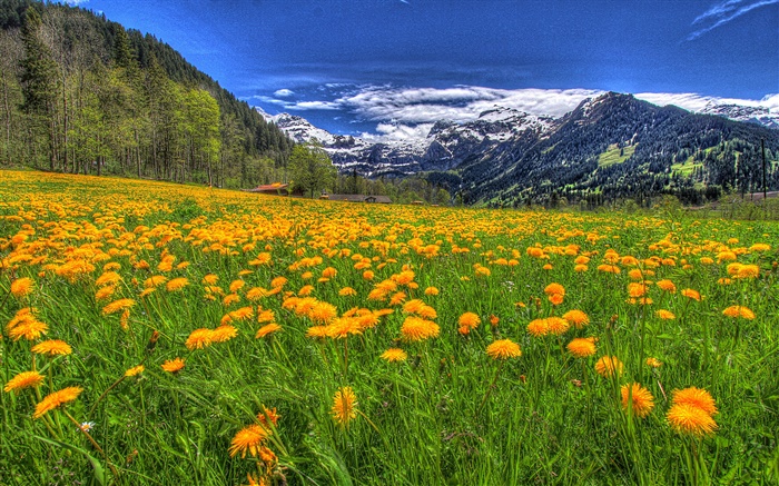 山、黄色の野生の花、斜面、木、雲 壁紙 ピクチャー
