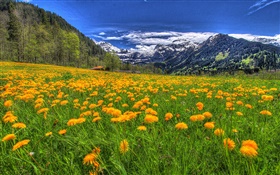 山、黄色の野生の花、斜面、木、雲 HDの壁紙