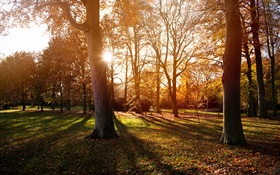 公園、木、夕日、秋、影 HDの壁紙