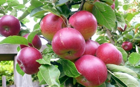 赤りんご、木、緑の葉、夏、収穫