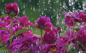雨の中赤い花、水滴