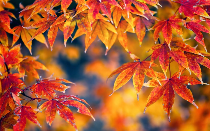 赤カエデの葉、秋、ボケ味 壁紙 ピクチャー