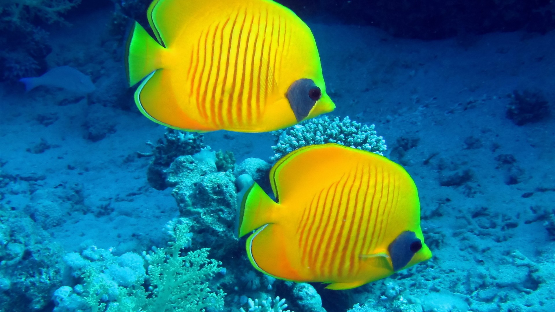 熱帯魚 水中 黄色のサンゴ礁の魚 デスクトップの壁紙 1920x1080 壁紙をダウンロード Ja Hdwall365 Com