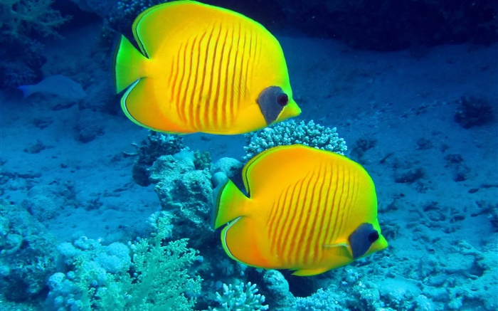 熱帯魚、水中、黄色のサンゴ礁の魚 壁紙 ピクチャー