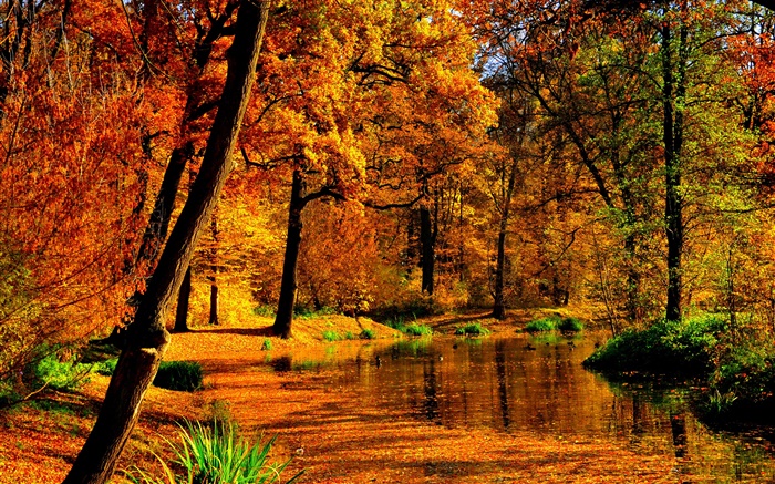 秋、池、水、黄色の葉、木 壁紙 ピクチャー