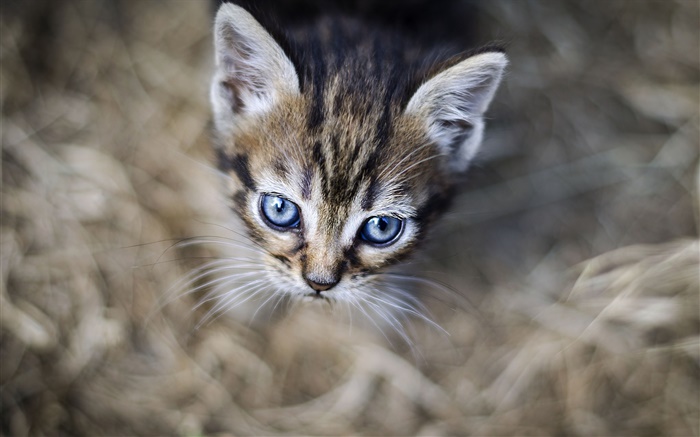 青い目の子猫、顔、ボケ味 壁紙 ピクチャー