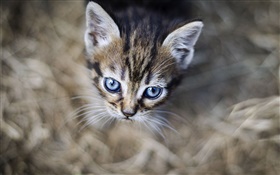 青い目の子猫、顔、ボケ味 HDの壁紙