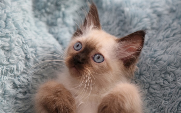 かわいい子猫、目、口ひげ 壁紙 ピクチャー