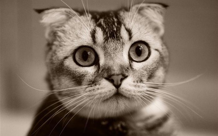 かわいい子猫の顔、ボケ味 壁紙 ピクチャー