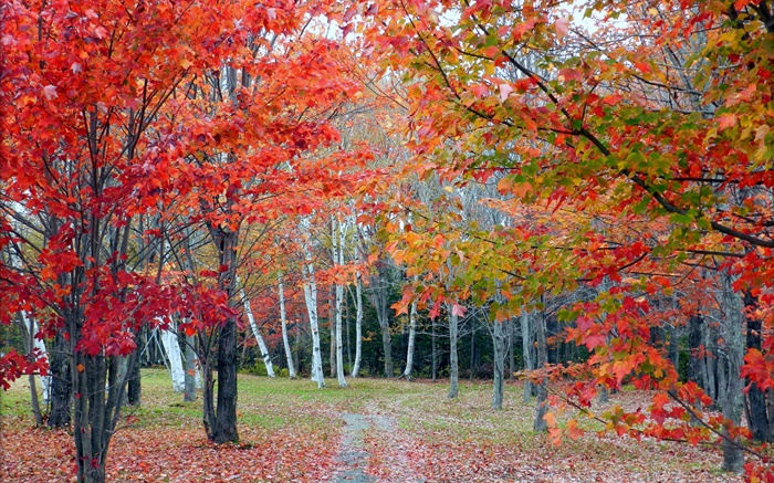 森、木、紅葉、秋、パス 壁紙 ピクチャー