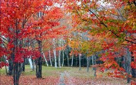 森、木、紅葉、秋、パス HDの壁紙