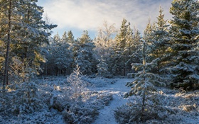 森、木、雪、冬 HDの壁紙