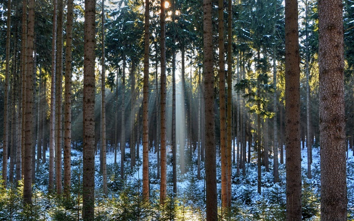 森、木、冬、雪、太陽の光 壁紙 ピクチャー